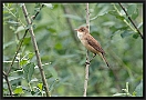 Kleine Karekiet, Eurasian Reed Warbler, Acrocephalus scirpaceus Location: Zwartsluis, the Netherlands kleine karekiet MG 7271 kopie